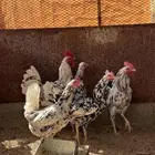 دجاج ماكنتوش شبابي