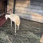 ثلاث رخيل جدعات