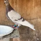 ذكر وأنثى زواجل