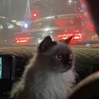 ذكر همالايا لتزاوج