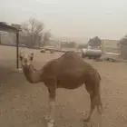 حاشي لباني للبيع