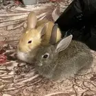 أرنب صغار للبيع