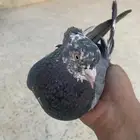 حمام قطيفي للبيع