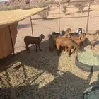 6 تيوس وعناق