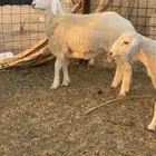 طليان حريه فروع