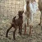 معزا مواليد