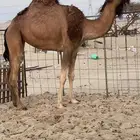 للبيع بكار سواحل