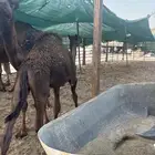 للبيع قعود