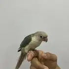 كنيور تركواز اليف هدد نشبه دايم على كتفك بداية كلام