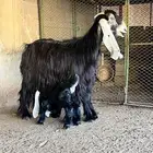 عنز عارضية معرفة