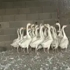 وز بلغاري 40 حبة