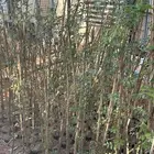 للبيع شتلات شاي ازرق. العدد 1500 تقريبن