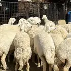 للبيع رخال حريات