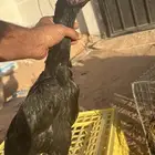 دجاج شامو ياباني الماني (تفريد جمله) أسعار مميزه