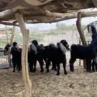 جفرات