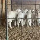 للبيع طليان