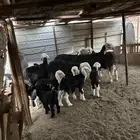 5 ضان نجد معها 6 صنف