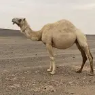 للبيع الضريبه الكفو