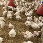 دجاج لاحم تربيه خاصه اوزان طيببه