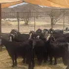 معزا ( تم البيع )