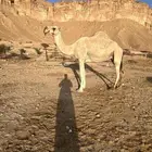 ضريبه طيبه