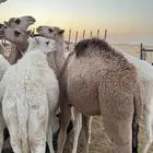 بيع حواشي وبكار