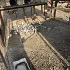 حمام سوبر جامبو وبلدي الحبة ب 7