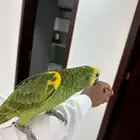 فرخ امزوني