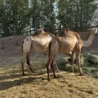 نياق جزر