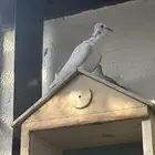 زوج حمام قمري