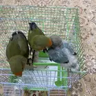 فروخ روز هدد خارجي(تم البيعع)