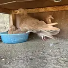 حمام مصري مالطي