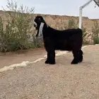 تيس عارضي معرف ( تم البيع )