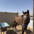 للبيع خيل