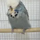 للبيع زوج انجليزي مستوي معاه بيض مخصب