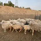 غنم حريات