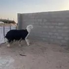 خروف نجدي مشروط سنه ثني صنف صنف السوم 3800 والبيع قريب
