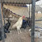 اربع دجاج وديك باكستاني