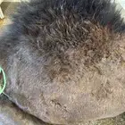 حاشي لباني مسحوب من أمه والحم تحدي وشرط عمره(6)شهر