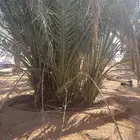 للبيع فروخ النخل