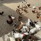دجاج فرنسي كلولي وبلدي