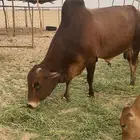 ثور فحل للبيع
