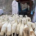 رخال رفيديات