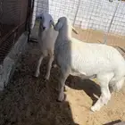 طليان حري اعمار3 شهور