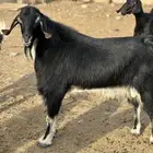 فحل احو