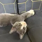 بسه للبيع أليفه مره م شاءالله ونظيفه ومتعلمه ع الليتر بوكس