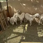 حريات متابيع ودفيع