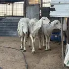 حريات ثلاث خروف وحريتين