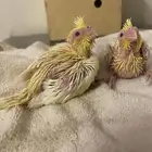 فروخ كروان لاتينو عيون حمر تم تم البيع