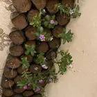 عرض على شتلات ورد البفته